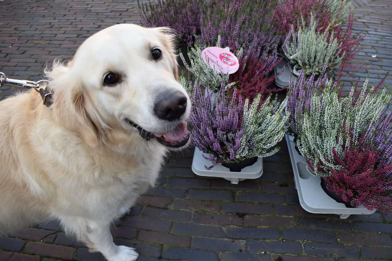 Bed and Breakfast Aurora Schiedam Frühstückspension